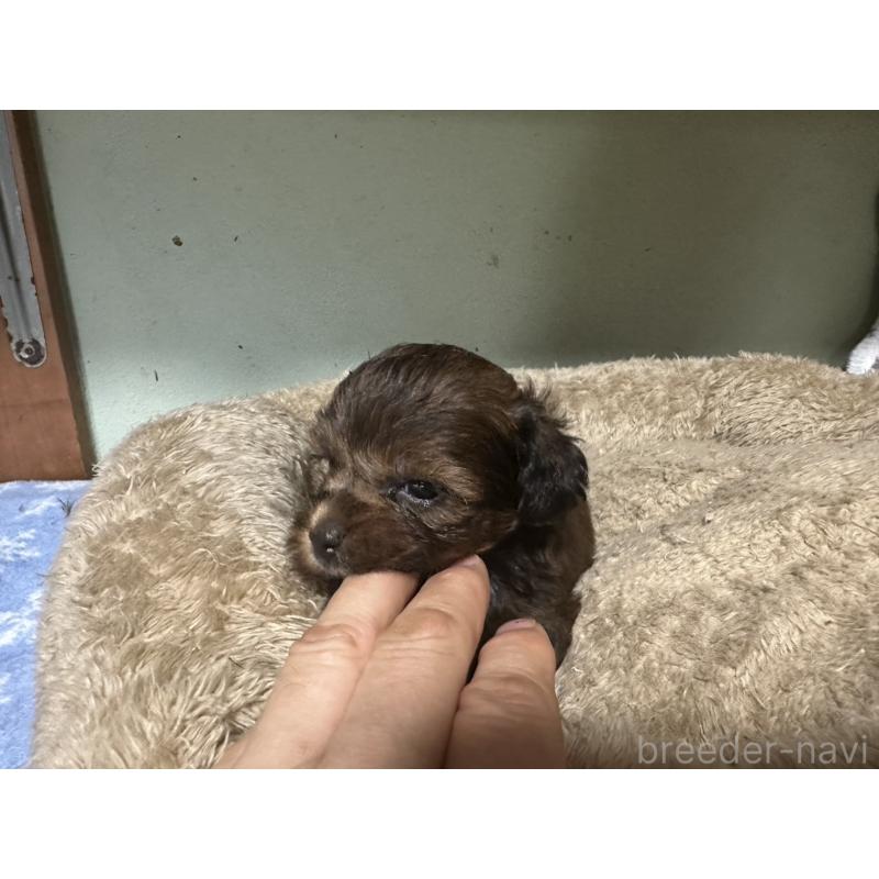 販売中の大阪府のミックス犬-413904の11枚目