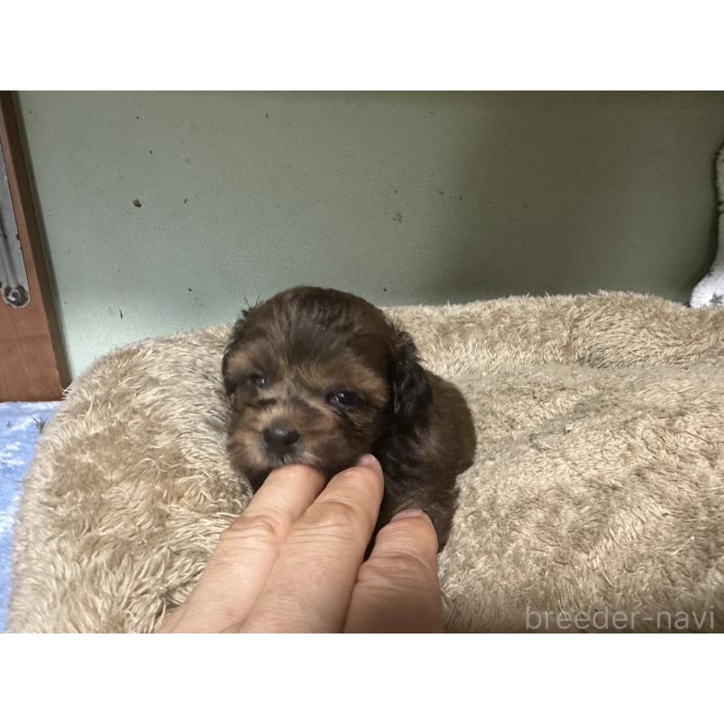 販売中の大阪府のミックス犬-413904の10枚目