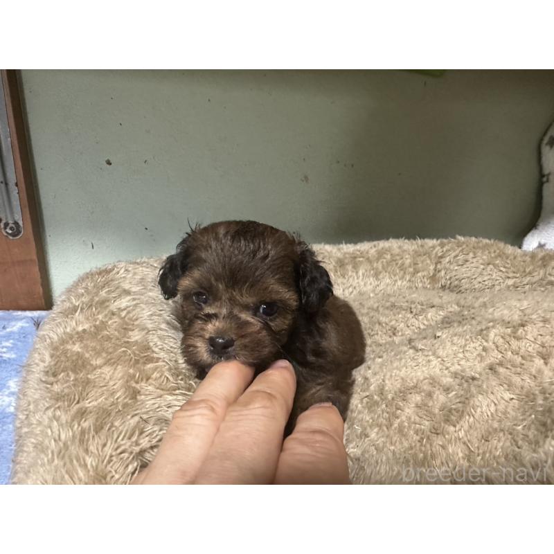 販売中の大阪府のミックス犬-413904の9枚目