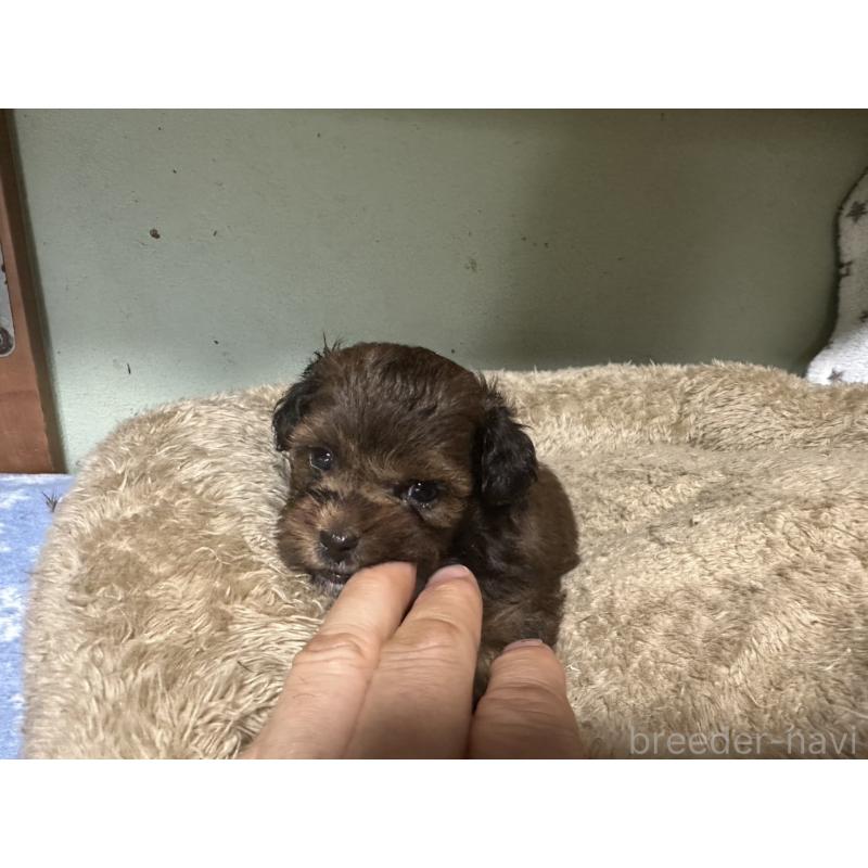 販売中の大阪府のミックス犬-413904の8枚目