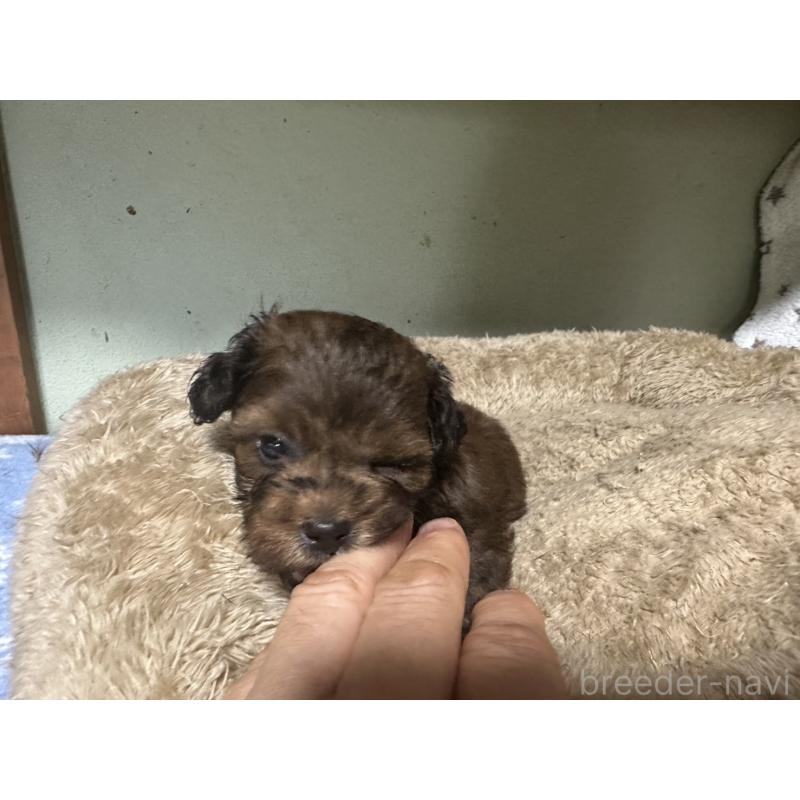 販売中の大阪府のミックス犬-413904の7枚目