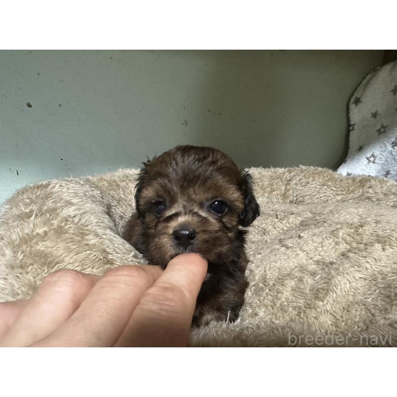 販売中の大阪府のミックス犬-413904の6枚目