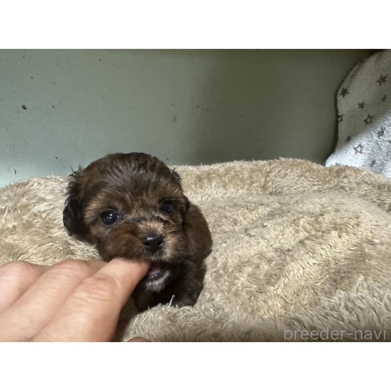 販売中の大阪府のミックス犬-413904の5枚目