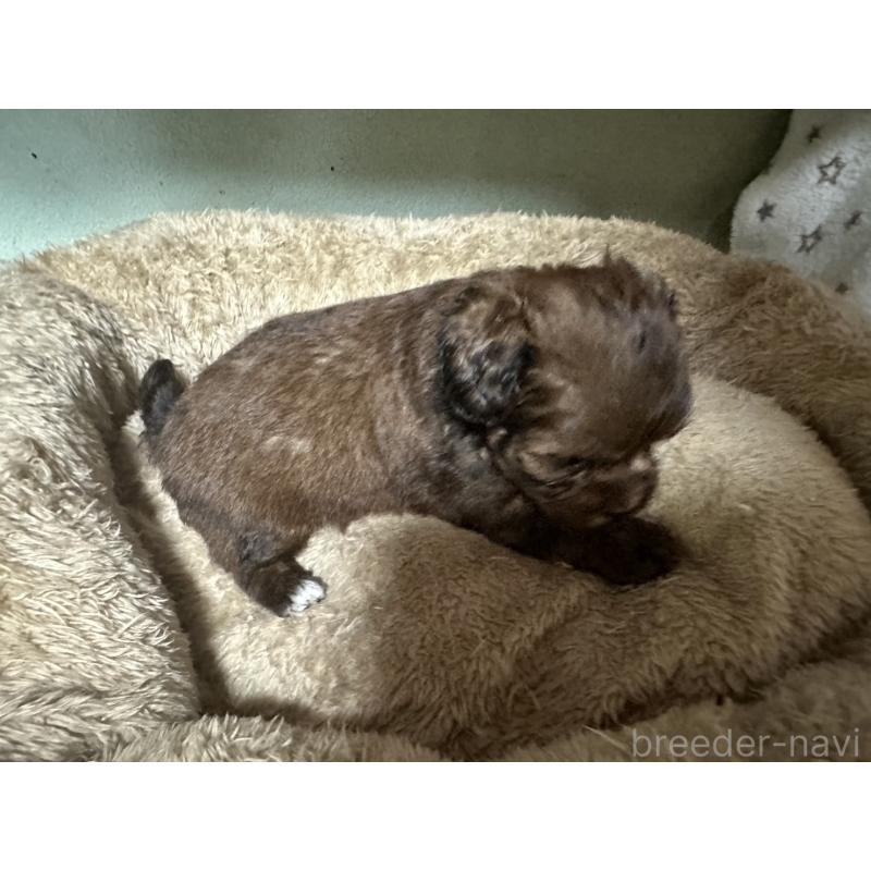 販売中の大阪府のミックス犬-413904の3枚目