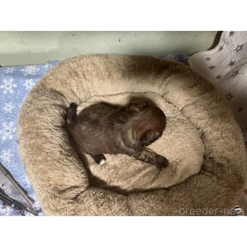 販売中の大阪府のミックス犬-413904の2枚目