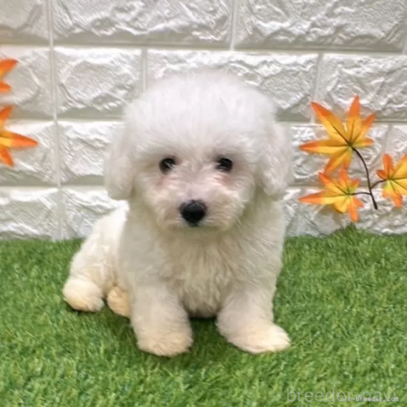 成約済の愛知県のビションフリーゼ-411781