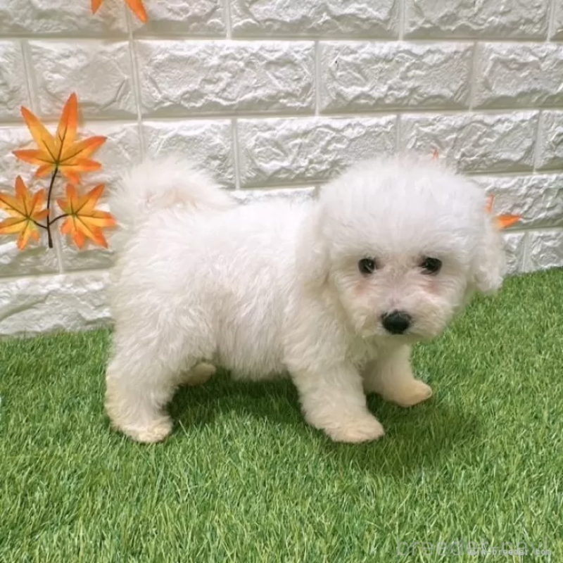 成約済の愛知県のビションフリーゼ-411781の5枚目