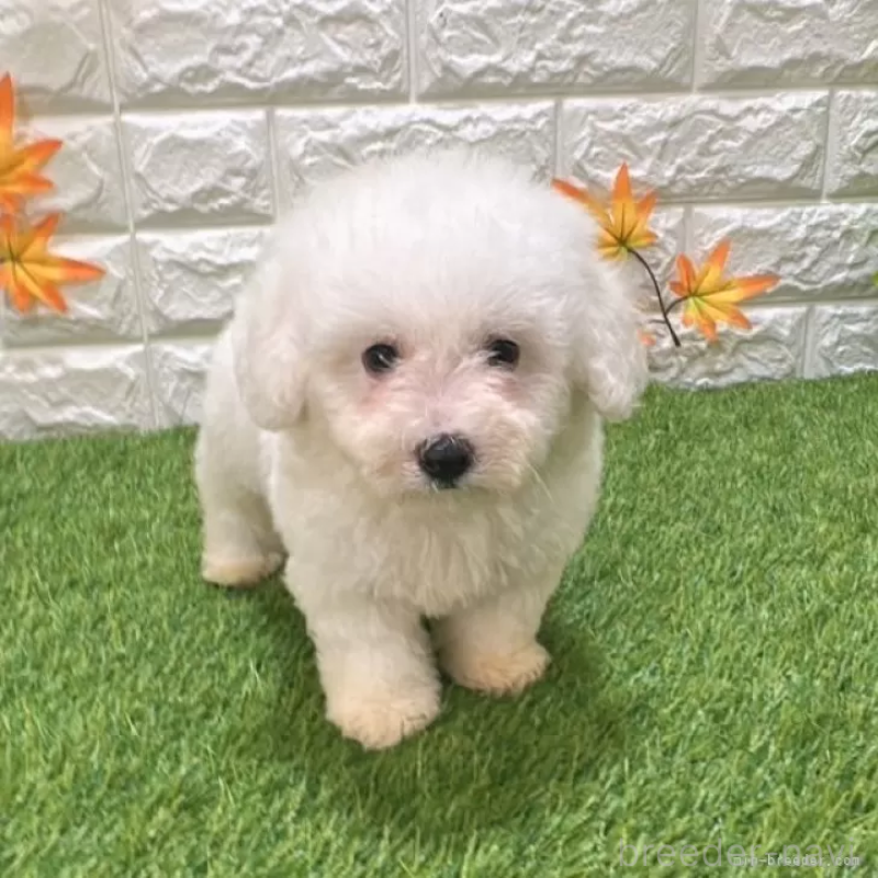 成約済の愛知県のビションフリーゼ-411781の4枚目