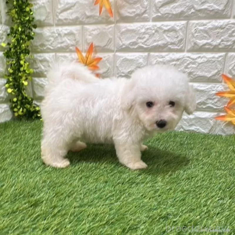 成約済の愛知県のビションフリーゼ-411781の3枚目