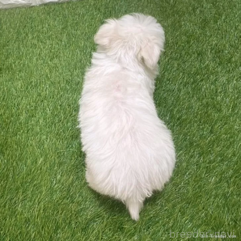 成約済の愛知県のビションフリーゼ-411781の2枚目