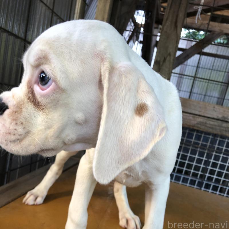 販売中の熊本県のボクサー-413906の6枚目