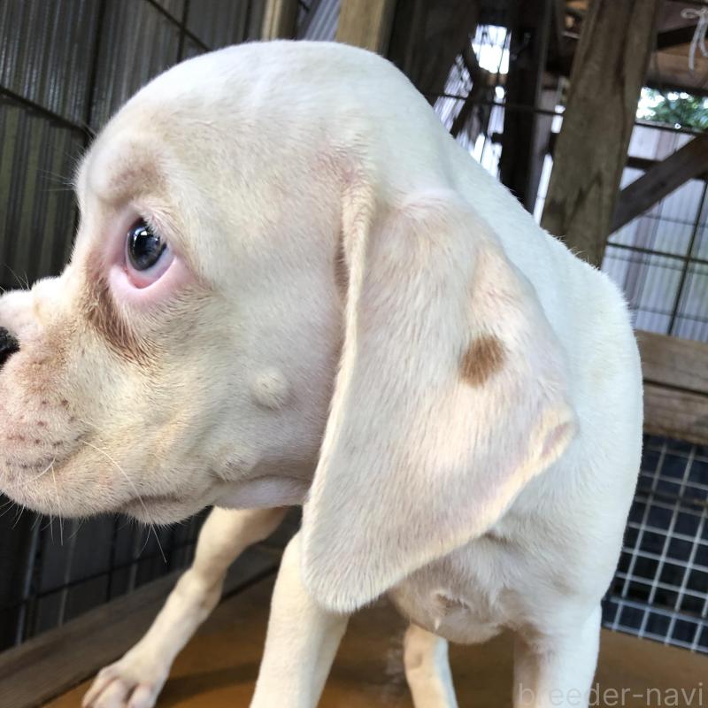 販売中の熊本県のボクサー-413906の5枚目