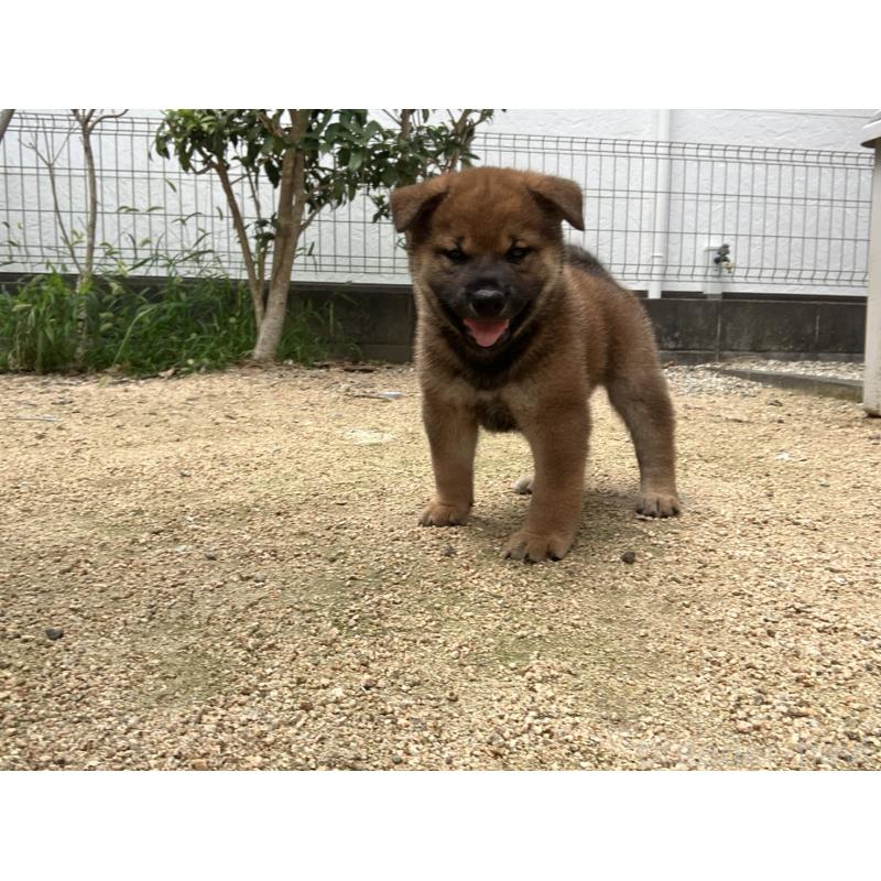 成約済の兵庫県の柴犬-413907の3枚目