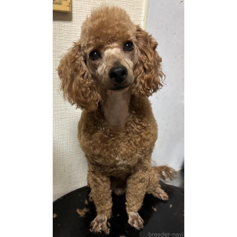 販売中の神奈川県のトイプードル-390481