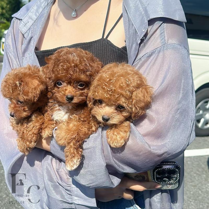 販売中の栃木県のティーカッププードル-405541