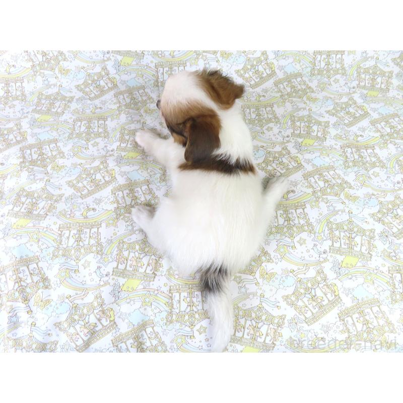 成約済の千葉県のパピヨン-411300の5枚目