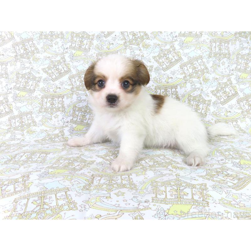 成約済の千葉県のパピヨン-411300の4枚目