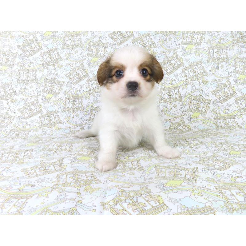 成約済の千葉県のパピヨン-411300の3枚目