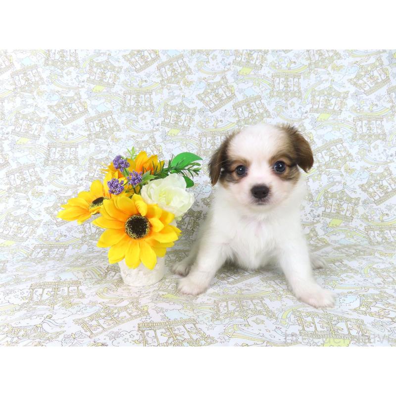 成約済の千葉県のパピヨン-411300の2枚目