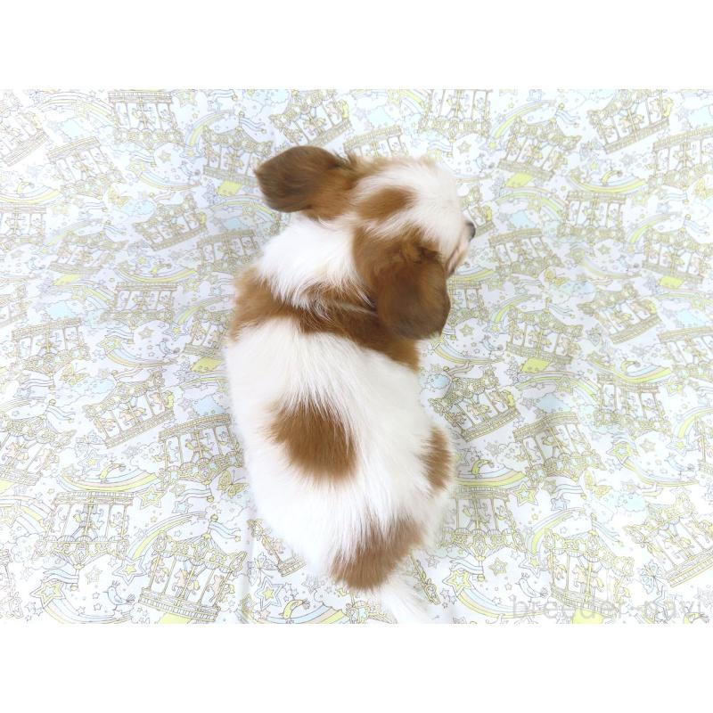 成約済の千葉県のパピヨン-411302の5枚目