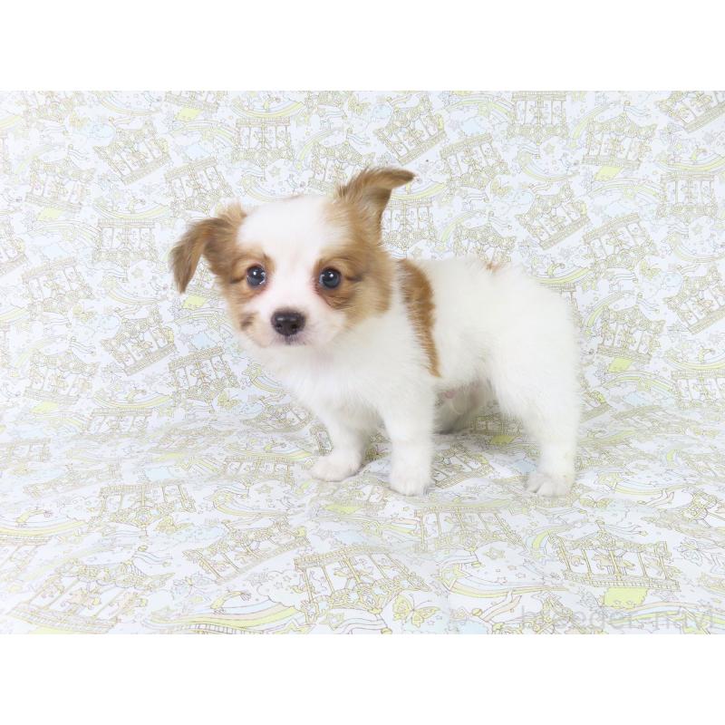 成約済の千葉県のパピヨン-411302の4枚目