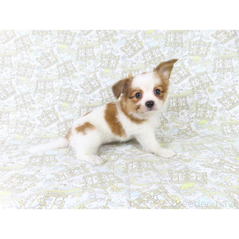 成約済の千葉県のパピヨン-411302の3枚目