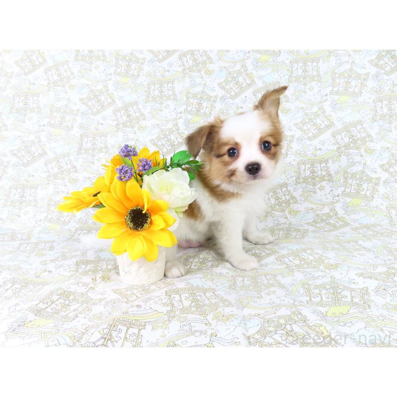 成約済の千葉県のパピヨン-411302の2枚目