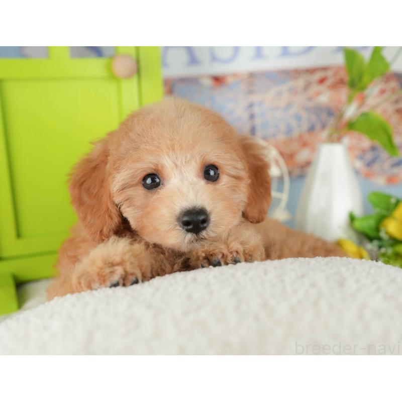 販売中の千葉県のトイプードル-414004の3枚目