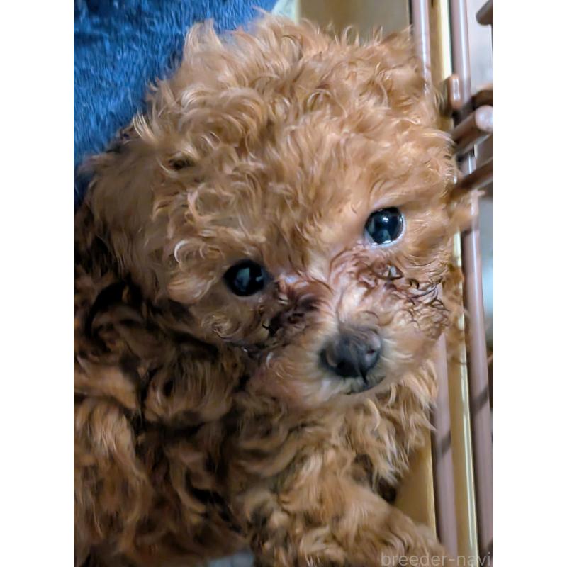 販売中の東京都のタイニープードル-413314の5枚目