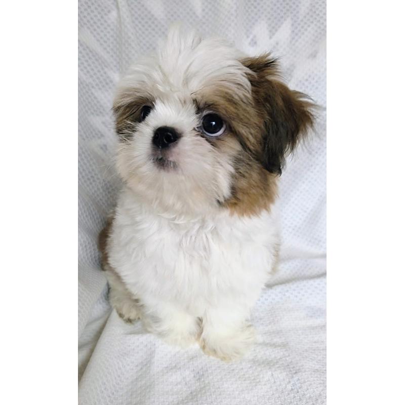 販売中の群馬県のミックス犬-413895の5枚目