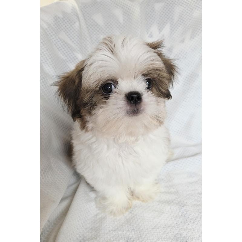 販売中の群馬県のミックス犬-413895の4枚目
