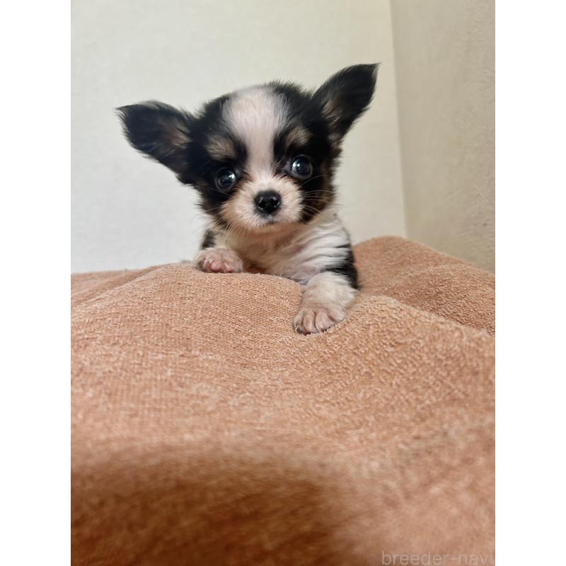販売中の埼玉県のミックス犬-413921の1枚目