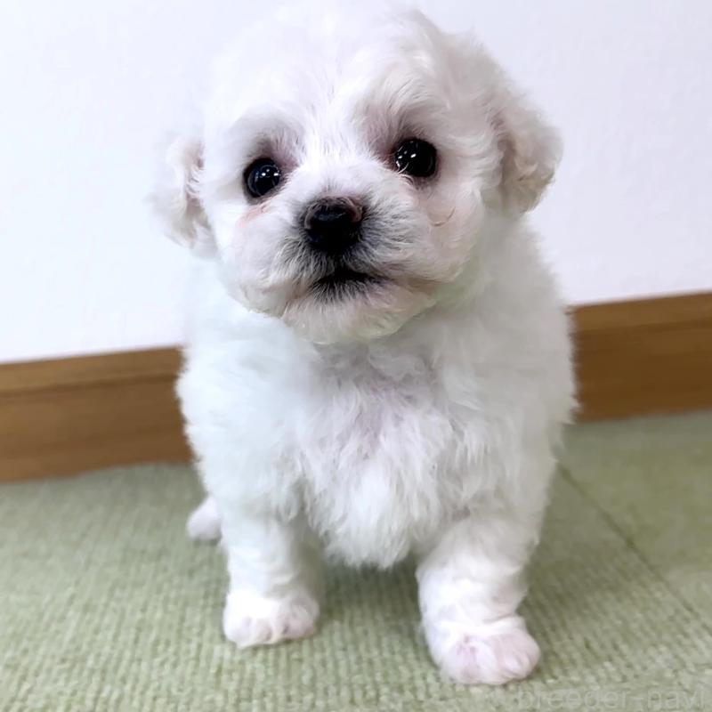 販売中の栃木県のビションフリーゼ-413925の2枚目