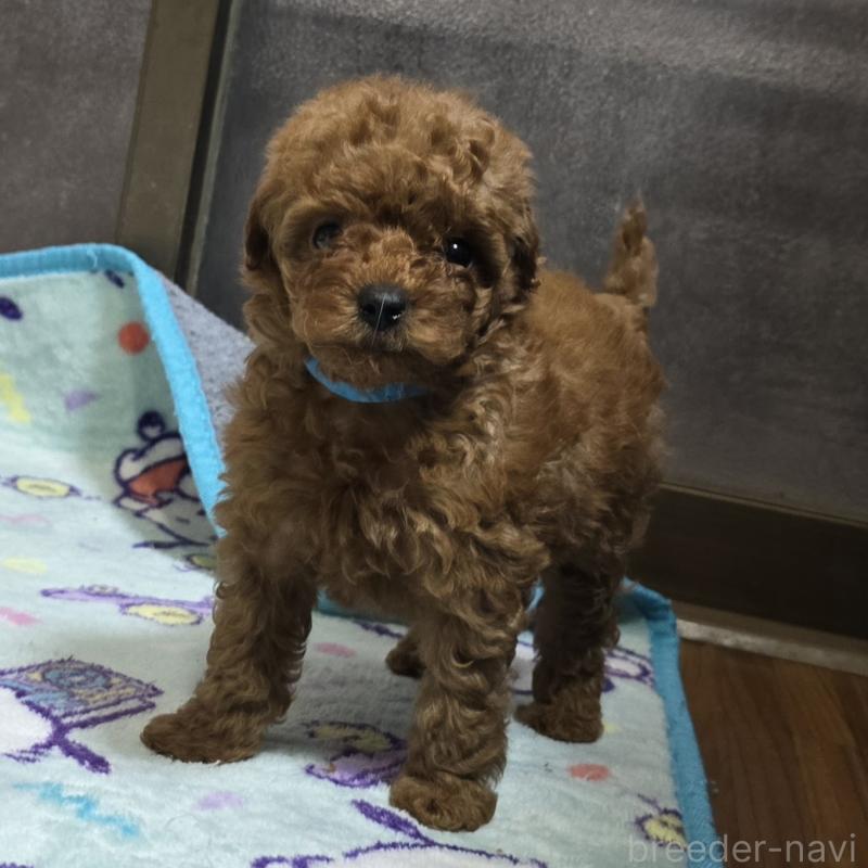 販売中の岡山県のトイプードル-408860の7枚目