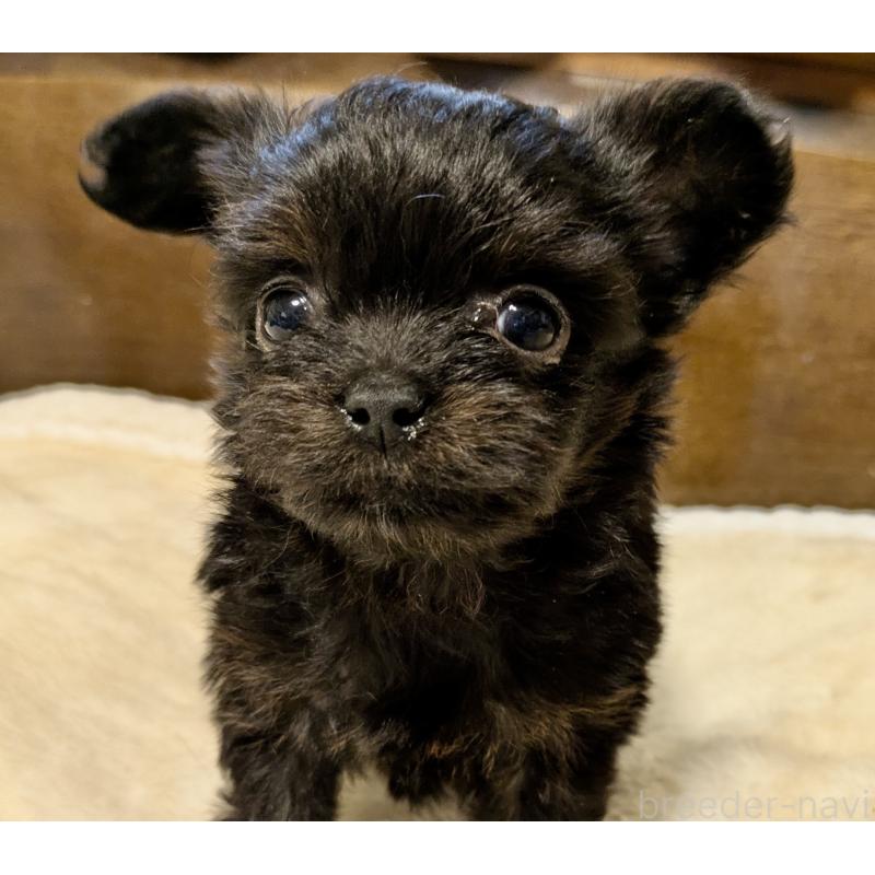 販売中の大阪府のミックス犬-413935の1枚目