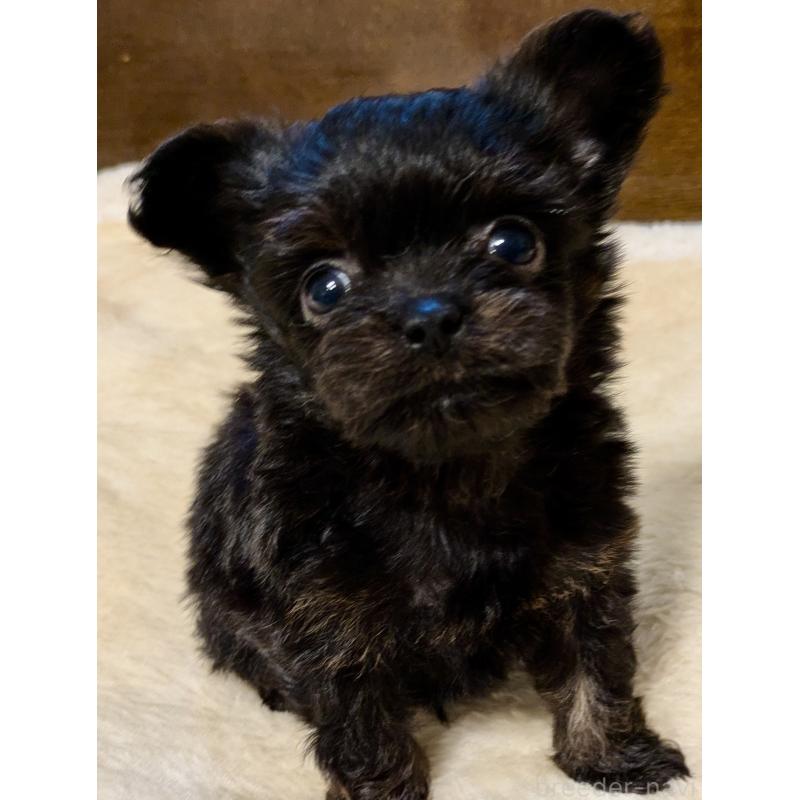 販売中の大阪府のミックス犬-413935の2枚目