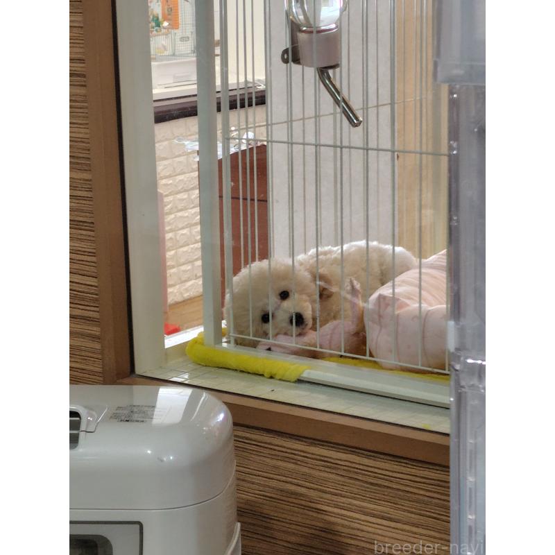 成約済の福井県のトイプードル-395841の2枚目