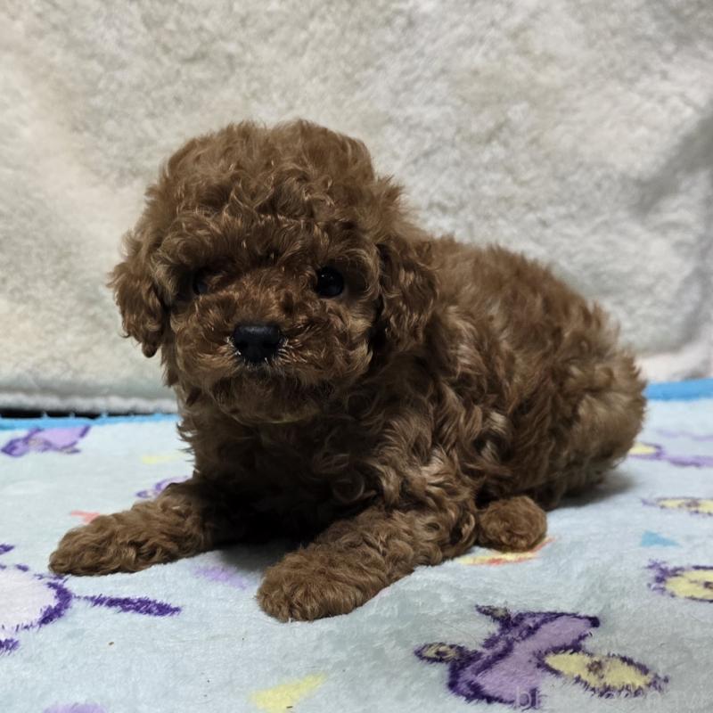 成約済の岡山県のトイプードル-408862の3枚目