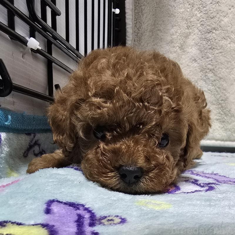 成約済の岡山県のトイプードル-408862の2枚目