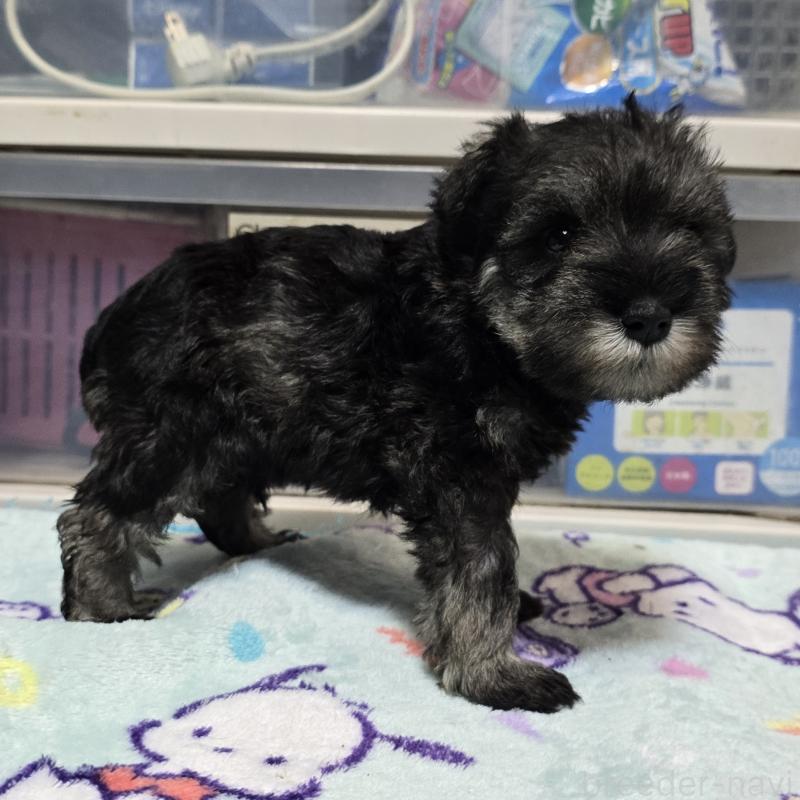 成約済の岡山県のミニチュアシュナウザー-410242の9枚目