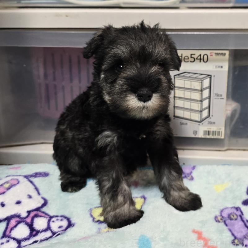 成約済の岡山県のミニチュアシュナウザー-410242の8枚目