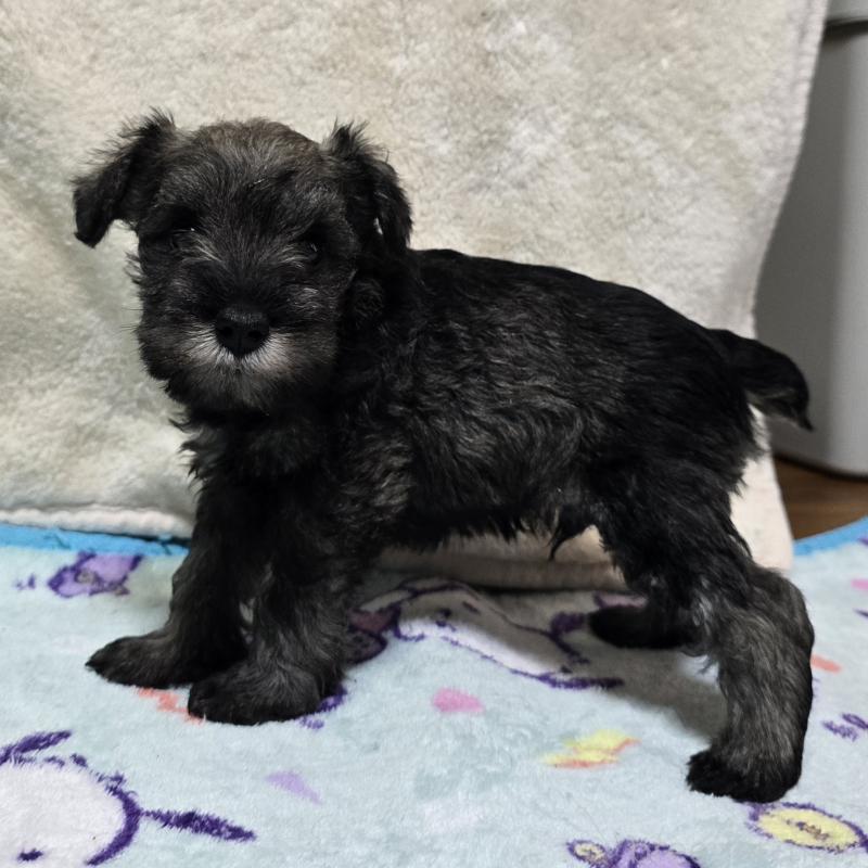 成約済の岡山県のミニチュアシュナウザー-410243の7枚目