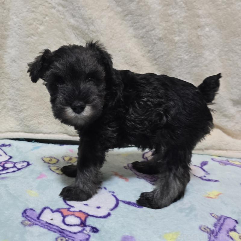 成約済の岡山県のミニチュアシュナウザー-410244の8枚目