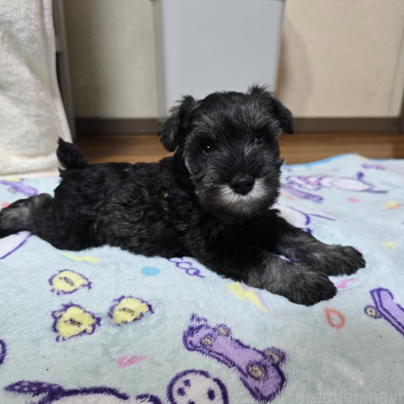 成約済の岡山県のミニチュアシュナウザー-410244の7枚目