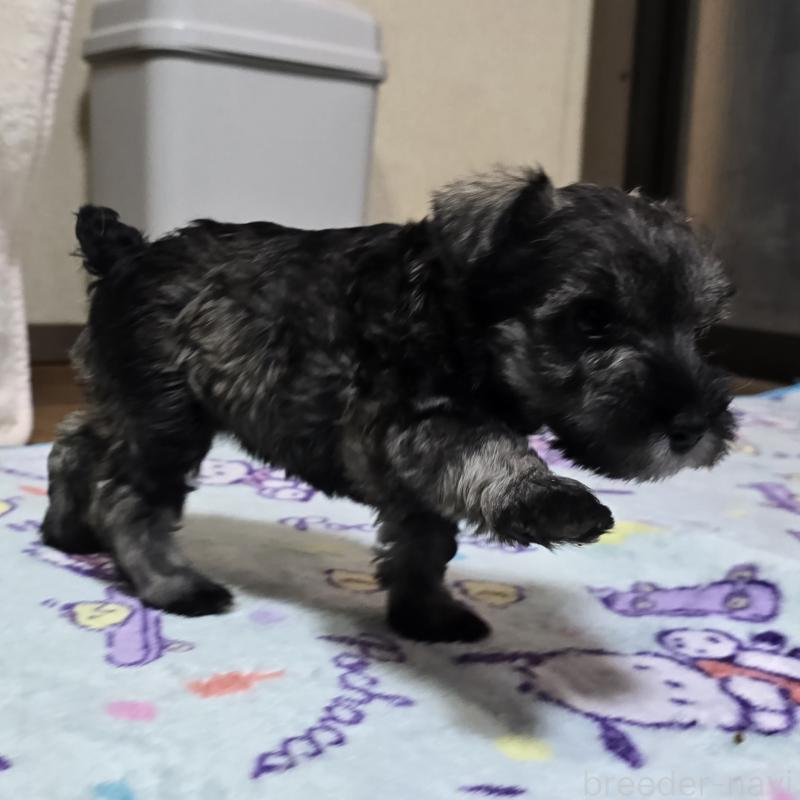 成約済の岡山県のミニチュアシュナウザー-410246の7枚目