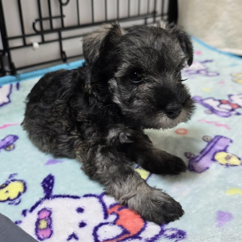 成約済の岡山県のミニチュアシュナウザー-410246の6枚目