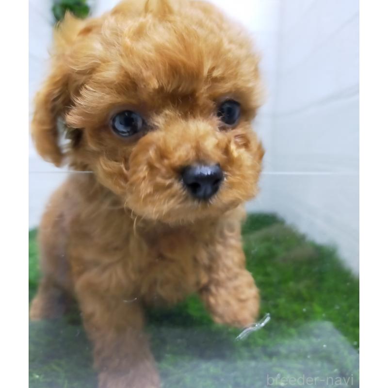 販売中の宮崎県のティーカッププードル-413936の1枚目