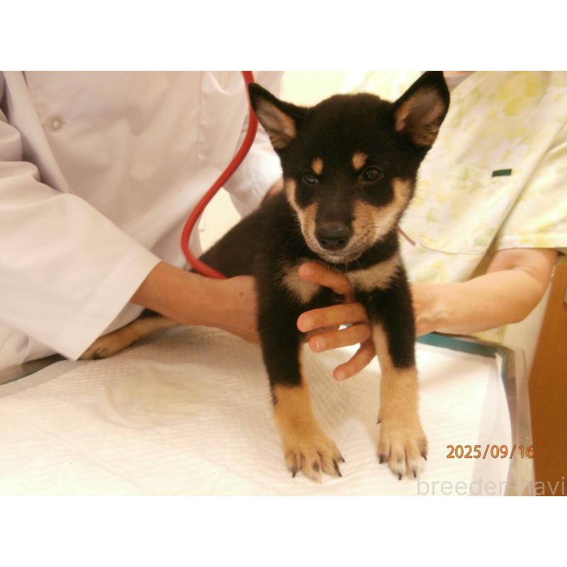 商談中の大阪府の柴犬-406926の3枚目