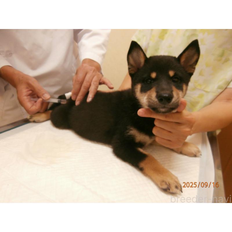 商談中の大阪府の柴犬-406926の2枚目