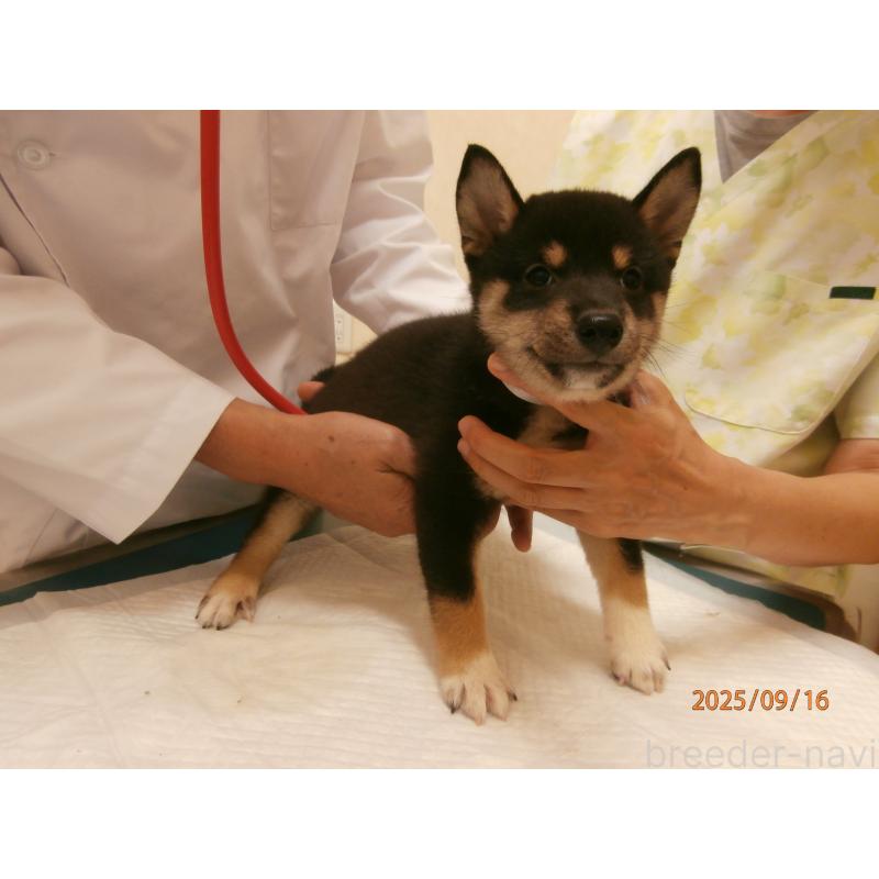 販売中の大阪府の柴犬-406923の3枚目